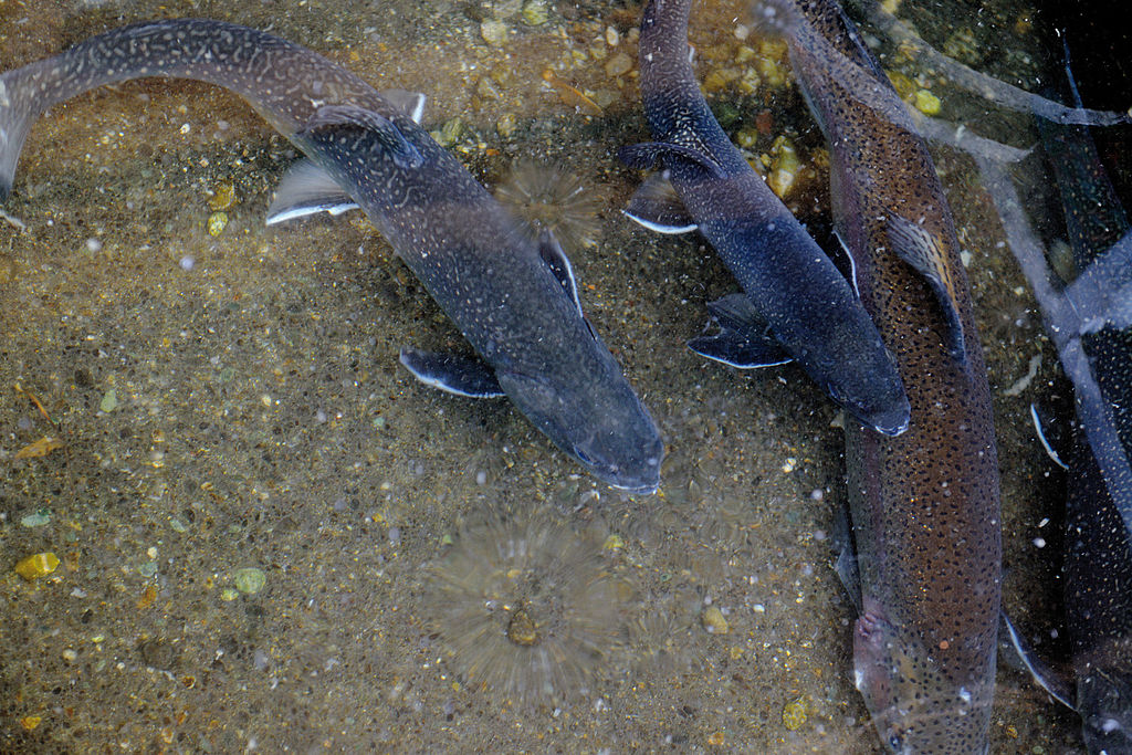 Poissons de rivière
